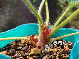 イチゴの栽培 育て方のコツ 苗の植え方 適した時期は Horti ホルティ By Greensnap