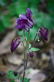 Another fine plant in a special series, this one displays dark purple, spurless, upward facing flowers above superior shop for assorted shade perennals. Dark Purple Columbine Photograph By Teresa Mucha