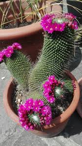 All categories cactus cactus con flores cactus sin espinas cactus pequeños cactus raros cactus redondos cactus de colección suculentas suculentas con flores suculentas colgantes suculentas raras echeveria cotyledon cactus mammillaria un pico. Mammillaria Spinosissima Cv Un Pico Cactus Flower Cactus Plants Blooming Cactus