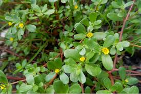 Image result for Portulaca oleracea
