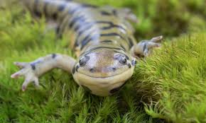 We did not find results for: Five Animals That Can Regenerate Animals The Guardian