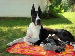 We did not find results for: Great Dane Puppies In Kentucky
