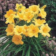 Check spelling or type a new query. Yellow Perennials Garden Flowers The Home Depot
