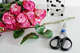 We did not find results for: Make Cut Roses Last Longer With These Tips For Fresh Flowers