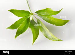 Image result for Araliaceae