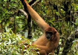 Image result for Micractis bojeri