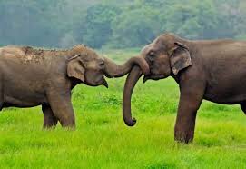 And then a kid threw a shovel at the the camel was brought under control within seconds, and the circus resumed without any further corporate landlords dominate the u.s. Did Garden Bros Circus Just Drop Elephant Acts Peta