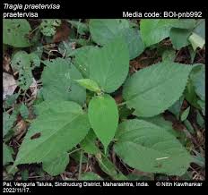 Image result for Tragia rupestris