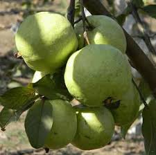 Check spelling or type a new query. Thai 7 Guava Plants Buy Thai 7 Guava Plants For Best Price At Inr 50 Bag Approx