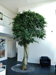 Ist also ideal für wohnung und büro. Kleiner Baum Pflanze In Wohnraum Wohnung Online Kaufen