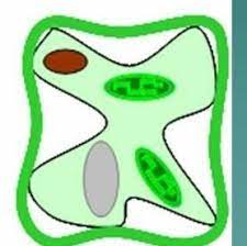 An example of the effect of turgor pressure is the wilting of leaves and their restoration after the plant has been watered (link). Draw A Plant Cell That Has Lost A Lot Of Water Brainly In