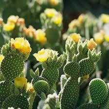Pin On Succulent Sustenance