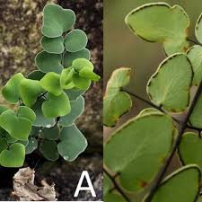 Image result for Pellaea longipilosa