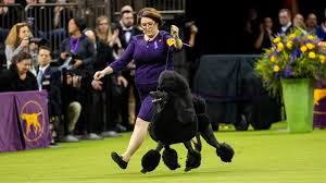 The westminster kennel club dog show is the dog show circuit's big night in new york, when the great and the good — and even a few celebrities — strut into madison square garden in their finest furs, with their hair styled just so, all of them ready to see and be seen. Siba The Standard Poodle Wins Westminster Dog Show The New York Times