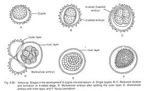 Volvox Occurrence Features And Life Cycle