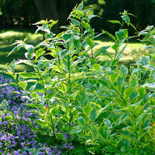 Image result for Duranta erecta