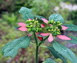 12 27 2014 Wild Poinsettias