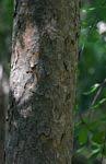 Image result for Erythroxylum zambesiacum