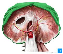 The organs that may cause pain in that region are the heart, left lung, stomach, adrenal gland, left kidney, left ureter, spleen, pancreas, left the fallopian tube, and left the ovary. Thoracic Cage Anatomy And Clinical Notes Kenhub