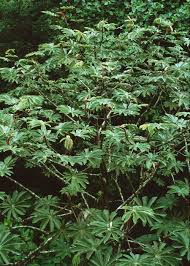 Image result for Cecropia