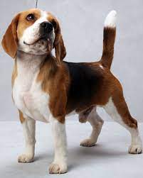 Westminster S Best Of Breed Westminster Dog Show Beagle Puppy Beagle Dog