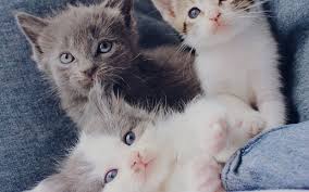 kahve falinda kedi gormek kedi kahve
