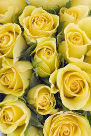 Similarly, people who receive flowers may not know their meaning and hence miss a red chrysanthemum conveys love; 21 Special Rose Color Meanings Rose Flower Meanings For Valentine S Day