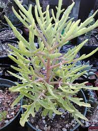 Pin On Succulents