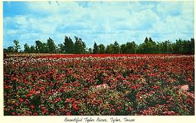 Maybe you would like to learn more about one of these? Tyler Texas Rose Industry Rose Industry History Leading Rose Producers