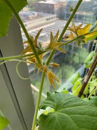 Image result for male flowers cucumber