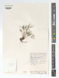 Image result for Actiniopteris semiflabellata