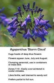 Agapanthus Plant How To Care For The Blue African Lily Of The Nile Agapanthus African Lily Agapanthus Plant