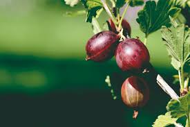 Gooseberry bushes are a classic fruit plant for the garden or allotment. Gooseberries