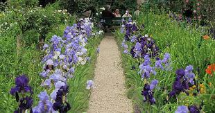 Giverny Iris Bluht Im Garten Claude Monets Botanical Gardens Giverny Claude Monet