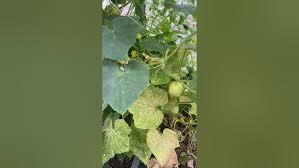 Image result for spider mites on cucumbers