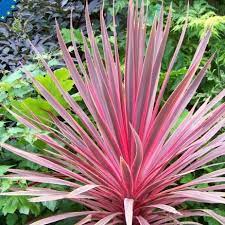 Cordyline Australis Charlie Boy Is The Best Cordyline There Is One Of The Sensational Characteristics Is The Colour O Backyard Plants Plants Palm Tree Flowers
