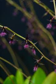 Image result for Bulbophyllum burttii