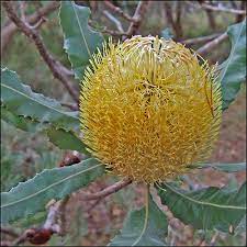 Banksia Menziesii Firewood Banksia Yellow Wild Flowers Plants Flowers