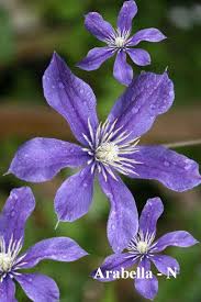 Synonyms clematis clarkeana 'winter beauty' clematis 'winter beauty'. Arabella Clematis 3 5 Pot Vine Plant Non Vinings Etsy Clematis Flower Purple Clematis Clematis Trellis