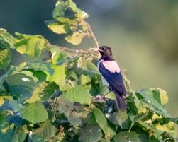 Und dort fanden die rethemer naturfreunde den vogel dann auch, hörten sein schnarren, sahen den kleinen vogel und waren sehr beeindruckt von diesem. Fur Freie Vogel Das Ganze Ungluck Der Menschen