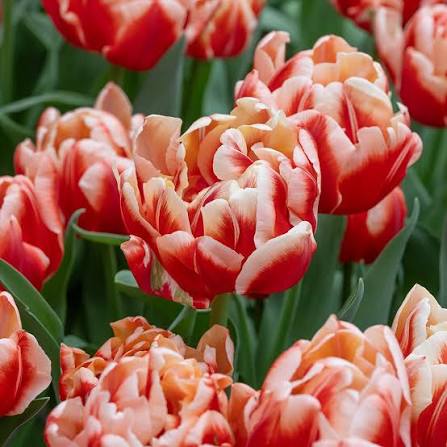 Tulip Bed of Roses | 2704