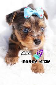 In 1984, a yorkie was born with three distinct colors — white, blue, and gold — and began the offshoot of a separate breed called the biewer yorkshire terrier. Pin On Blue Eyed Yorkies