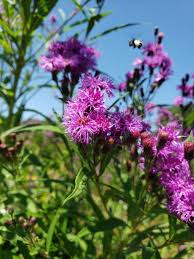 Image result for Vernonia nestor