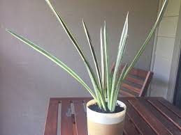 (sansevieria) snake plant collection and plant care (sansevieria plant care) lowe's plant haul, clearance plants, house plants. Bantel S Sensation Leaves Drooping