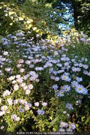 Image result for Aeschynomene nyikensis