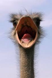 Birds In My Area Now Pin By Granny Grue On Nature Animals Pet Birds Animals Beautiful