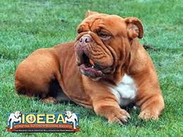 This is a popular breed with a long history. Registered Kennels