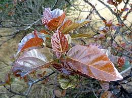 Image result for Ficus sur