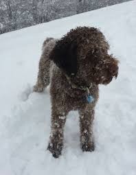 Er mag auch gerne im auto mit fahren, tierarzt und frisör ein thema. Dimi 6 Jahre Sucht Ein Neues Zuhause Update 4 Color Passion Fci Lagotto Romagnolo Zucht