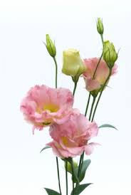 Sep 21, 2020 · perfect for a garden party wedding, like this one at the biltmore, mix soft blooms such as garden roses and hydrangea with zinnias and pink snowberry, like this design by philosophy flowers. Lisianthus Love These Little Flowers They Look Like Roses Only A Little More Delicate And They Co Flower Identification Types Of Flowers Beautiful Flowers